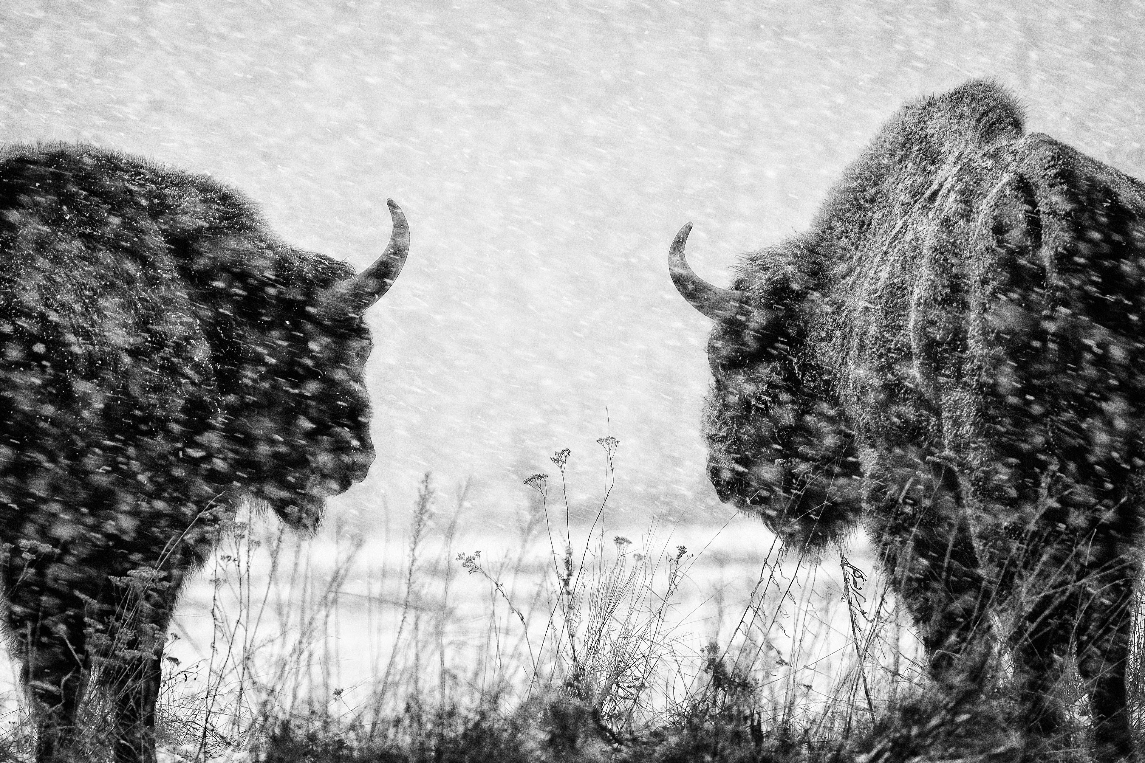 Talks in snow 8