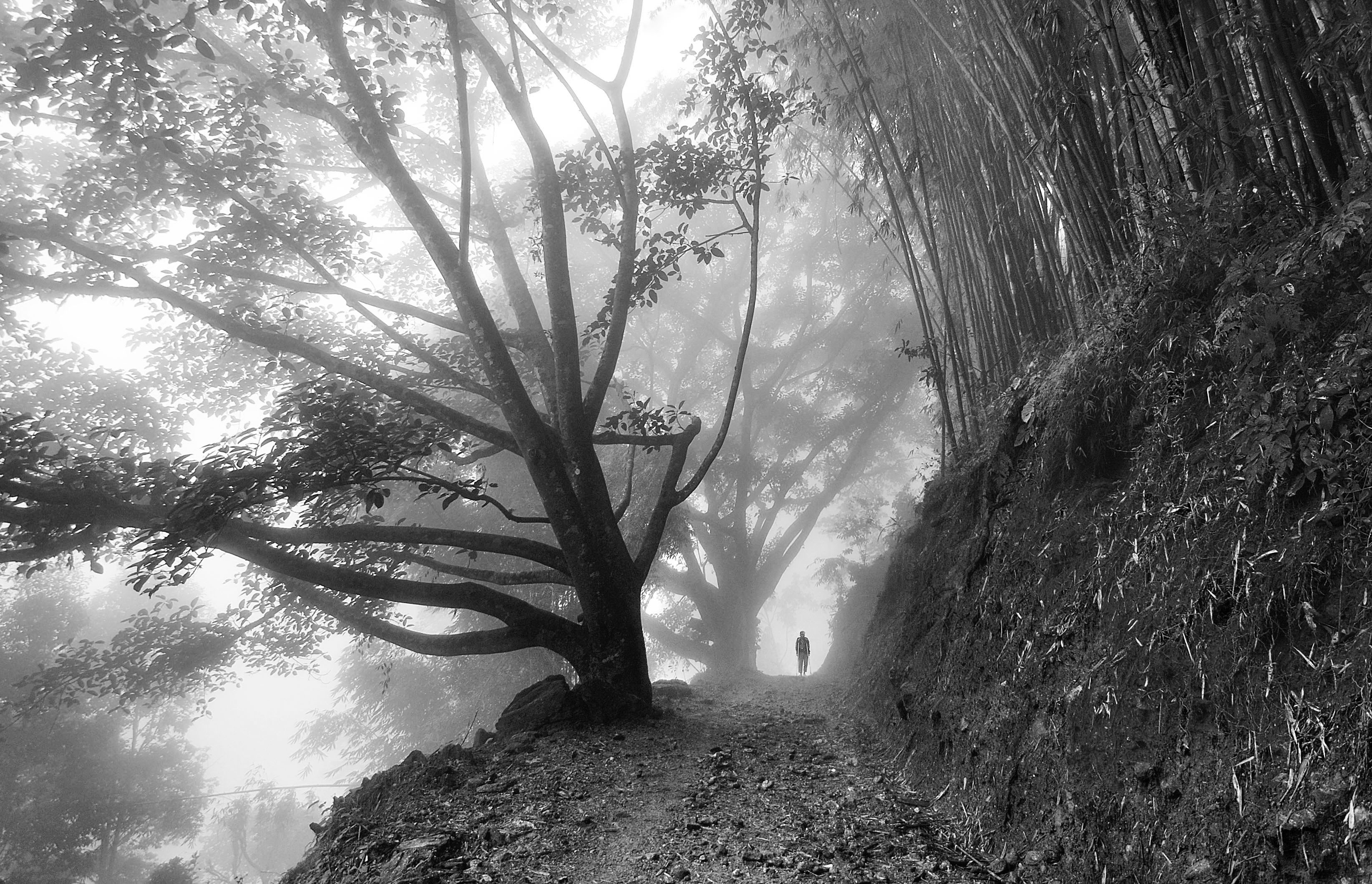 Misty Morning
