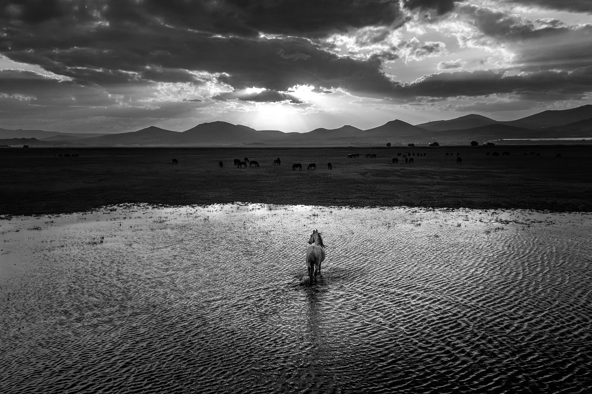 lonely horse
