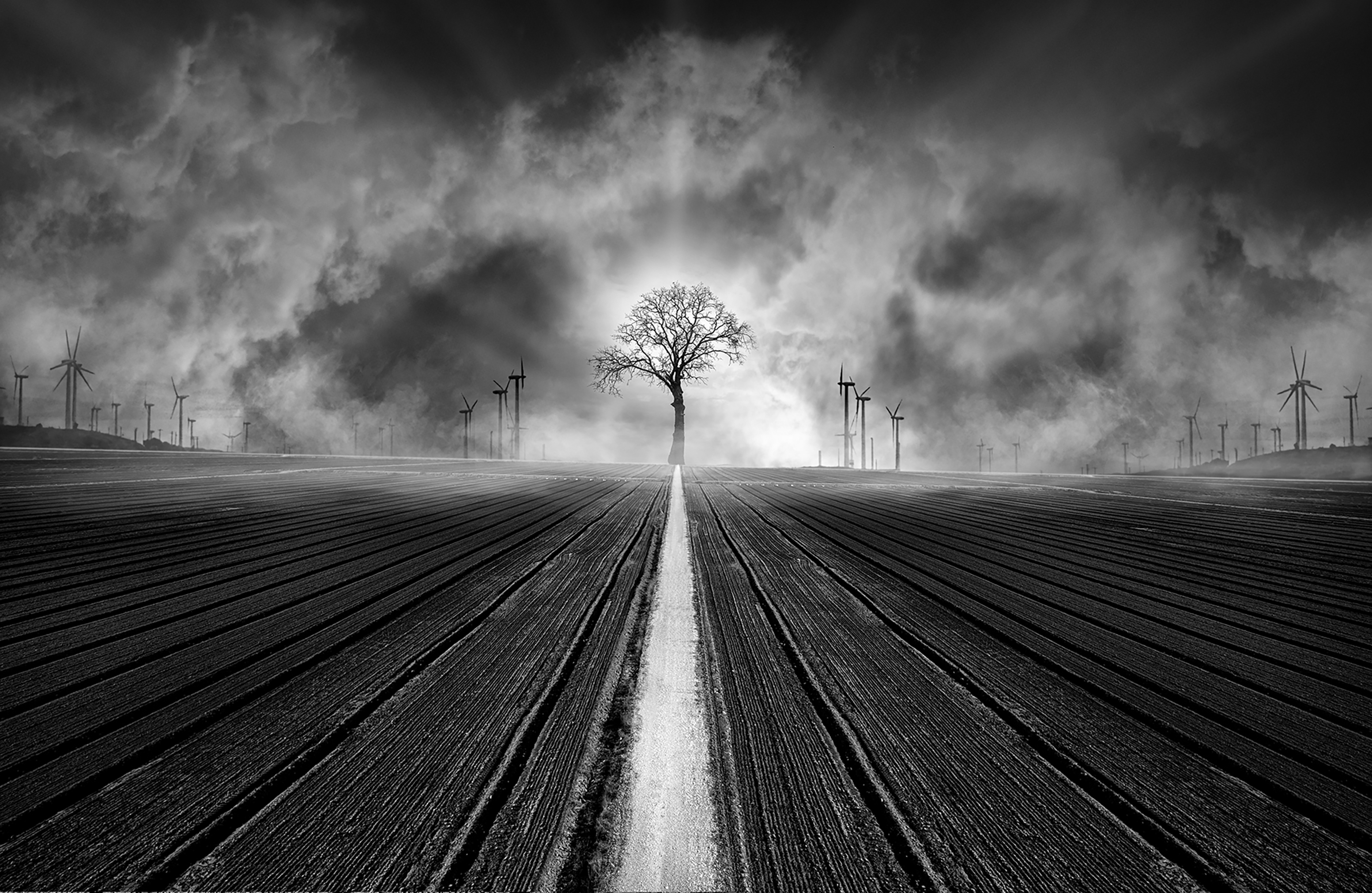 tree of life