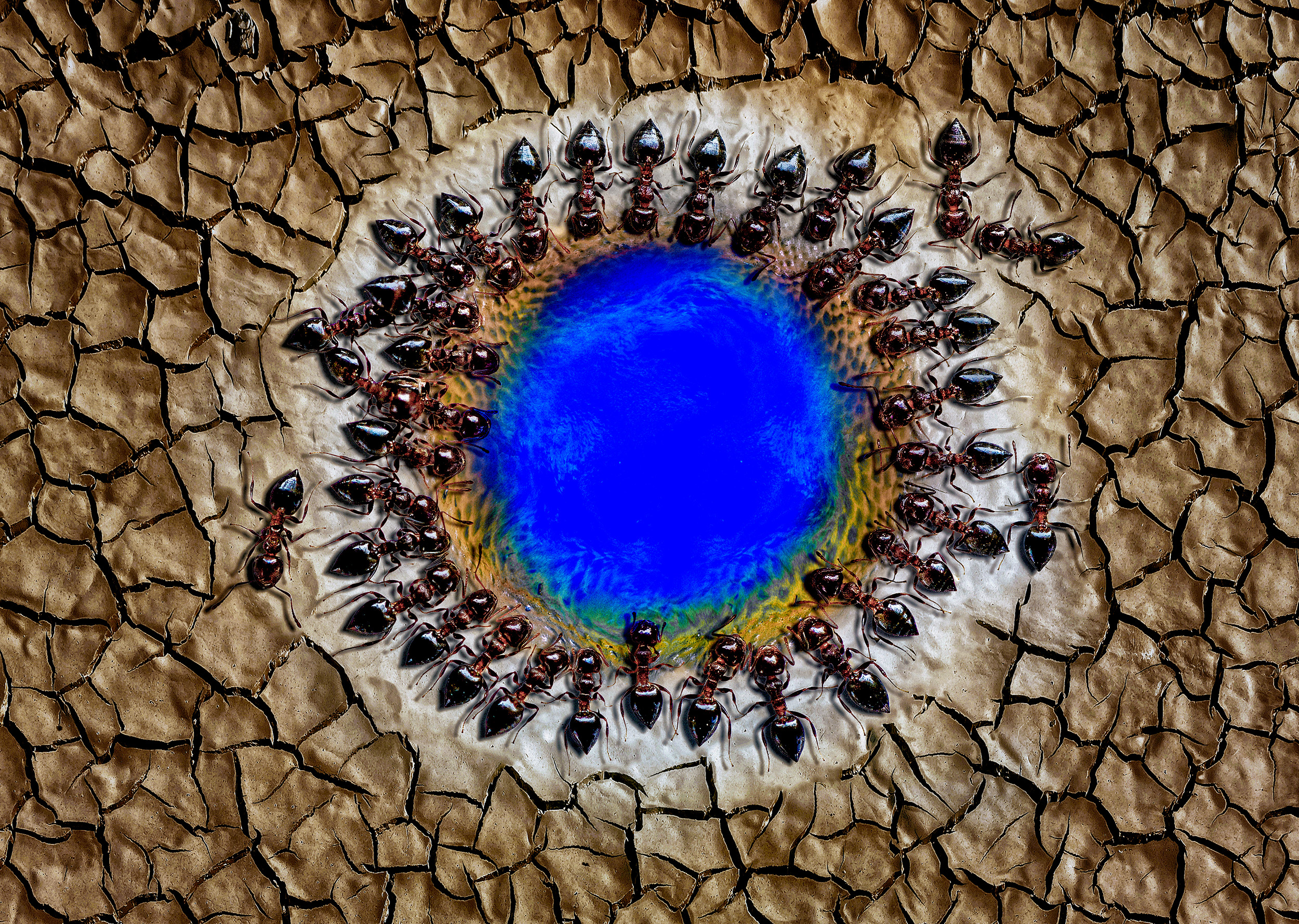 Where the ant drinks water